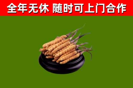 天门市回收冬虫夏草