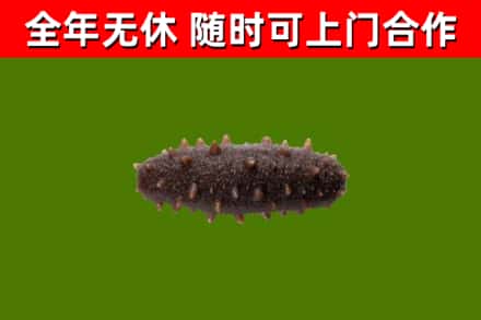 天门市回收海参干